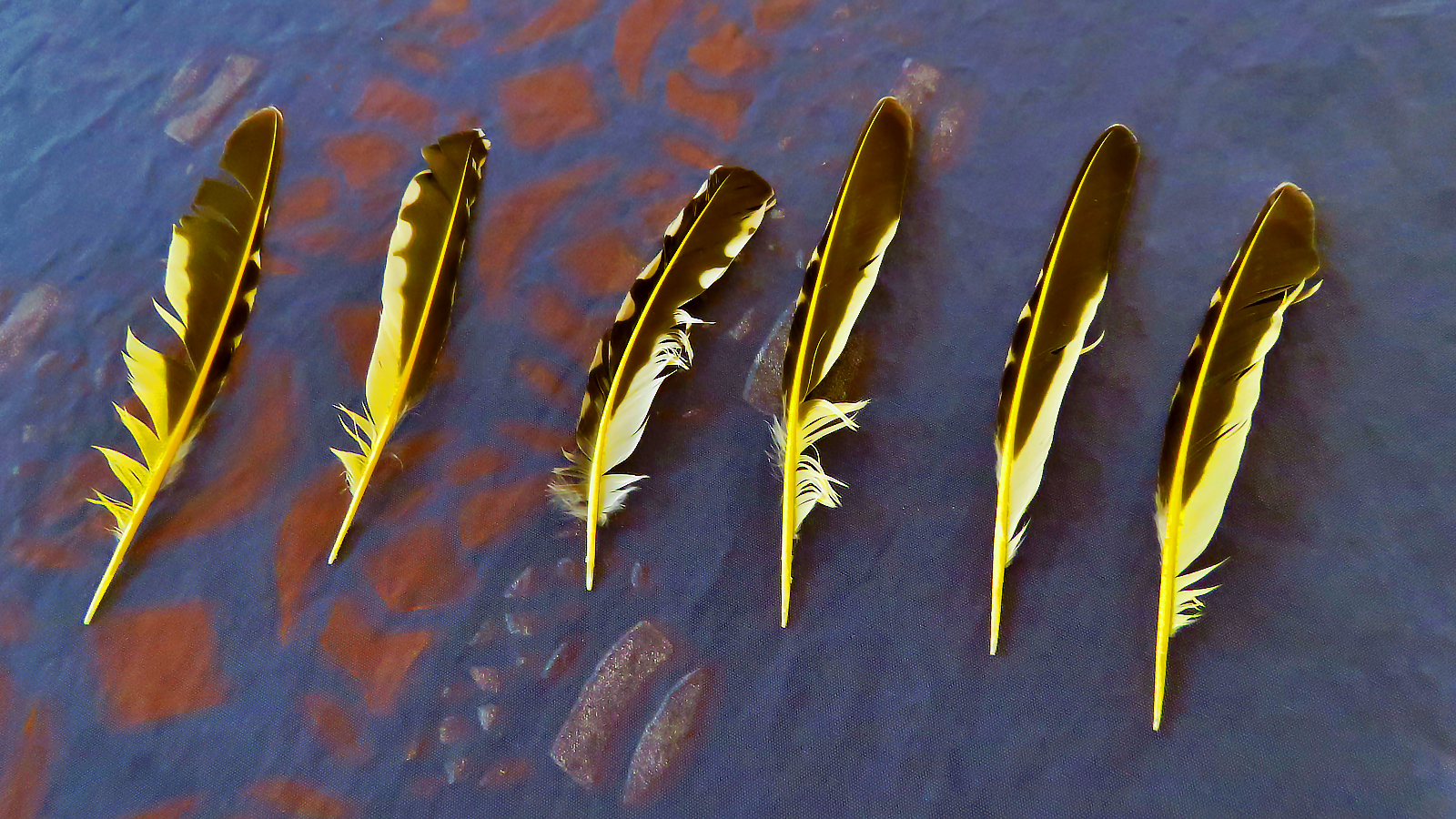 Yellow-Shafted Feathers