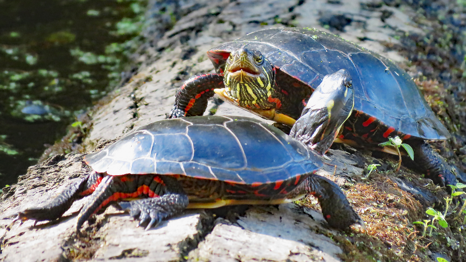 Eastern Painted Turtles RegenAxe