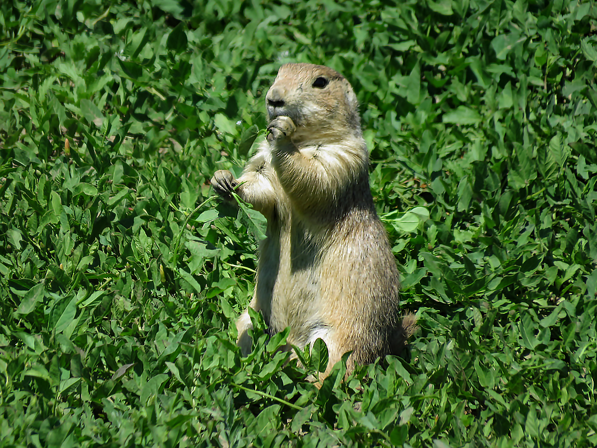 Prairie Dog RegenAxe