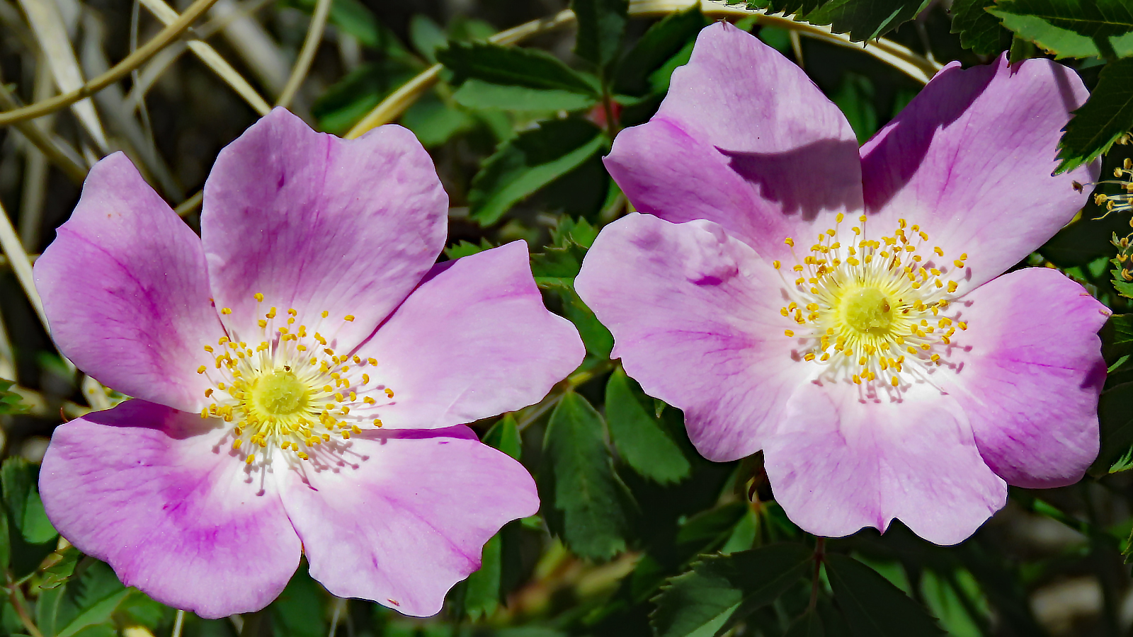 Prairie Roses RegenAxe