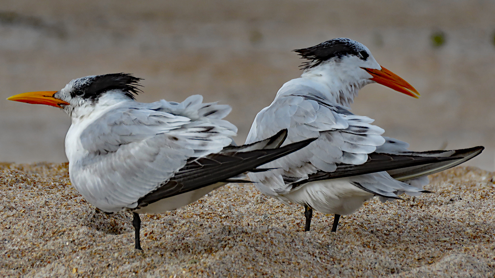 Royal Terns Regenaxe
