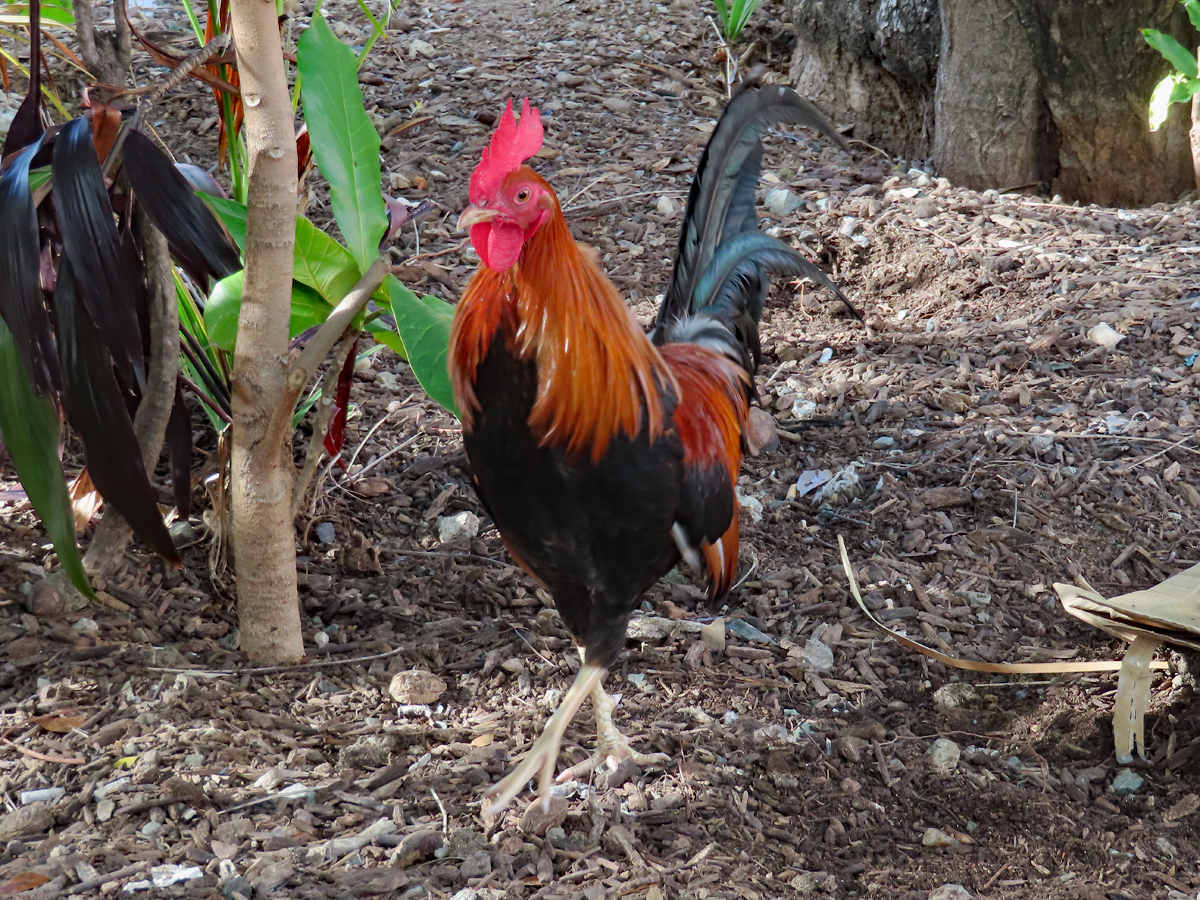 Cock of the Walk RegenAxe