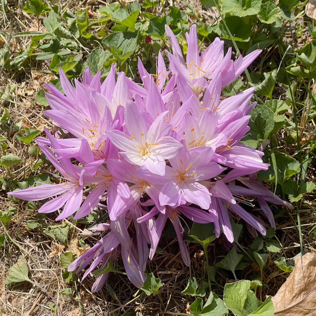 Fall Crocuses | RegenAxe